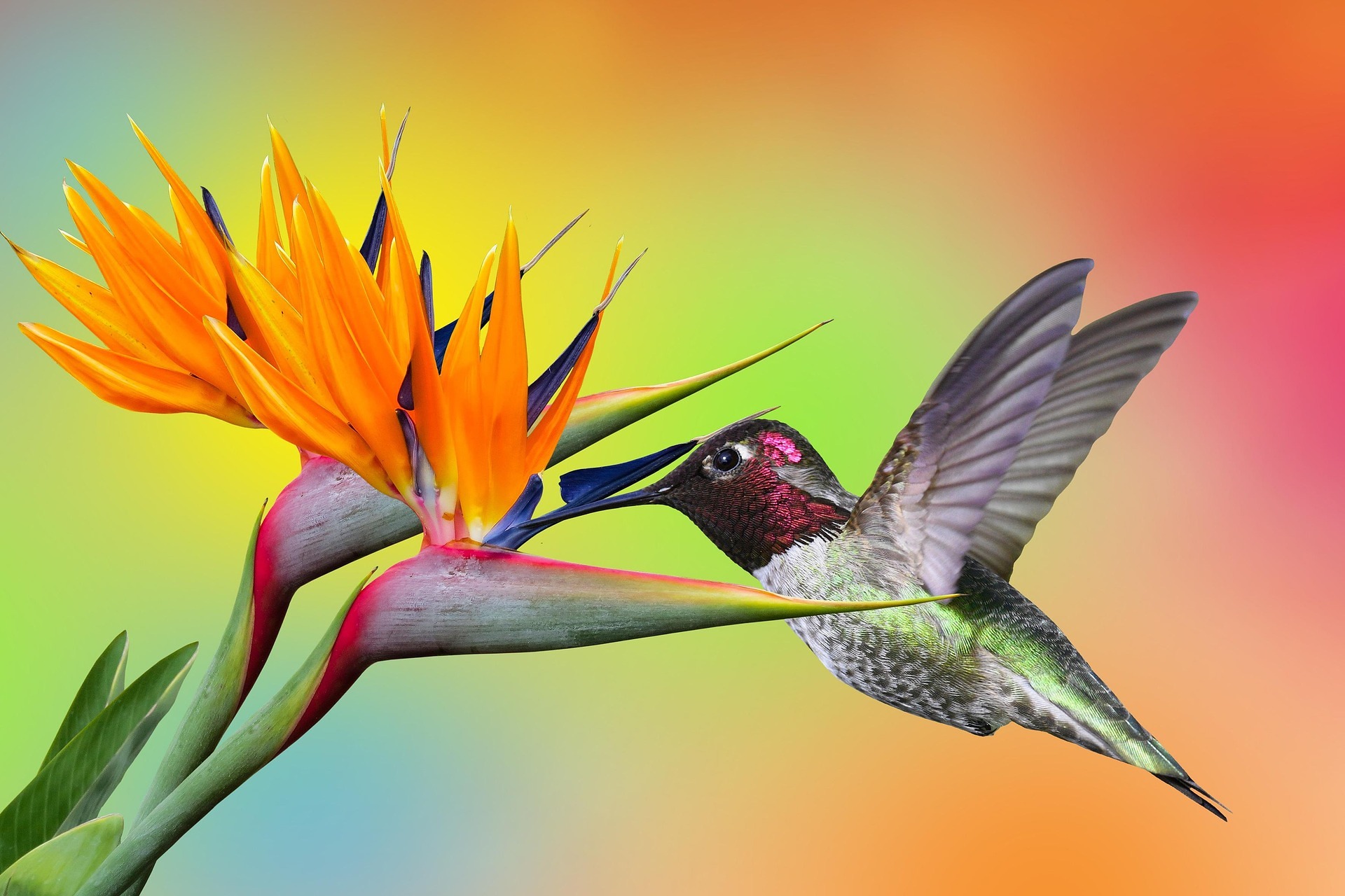 Kolibri